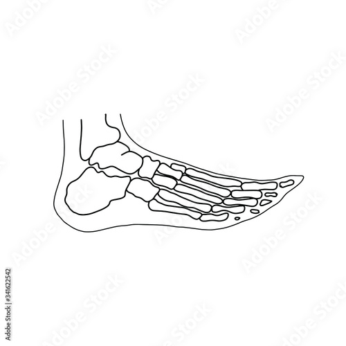 Skeleton of human foot from side. Drawn by lines on white background. Vector Stock illustration.
