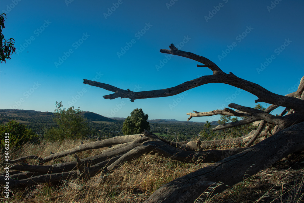 Fallen over tree on a hill. Toppled over tree overlooking the edge of a mountain Fallen over tree on a hill. Toppled over tree overlooking the edge of a mountain
