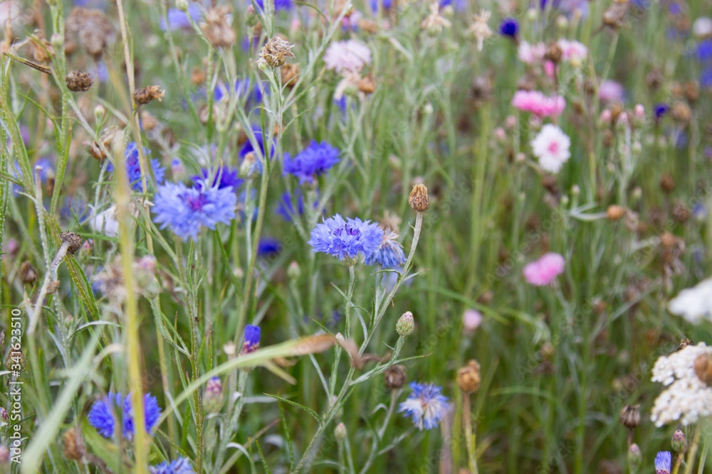 Beautiful flower in France, Amplepuis. Nice fields Beautiful flower in France, Amplepuis. Nice fields
