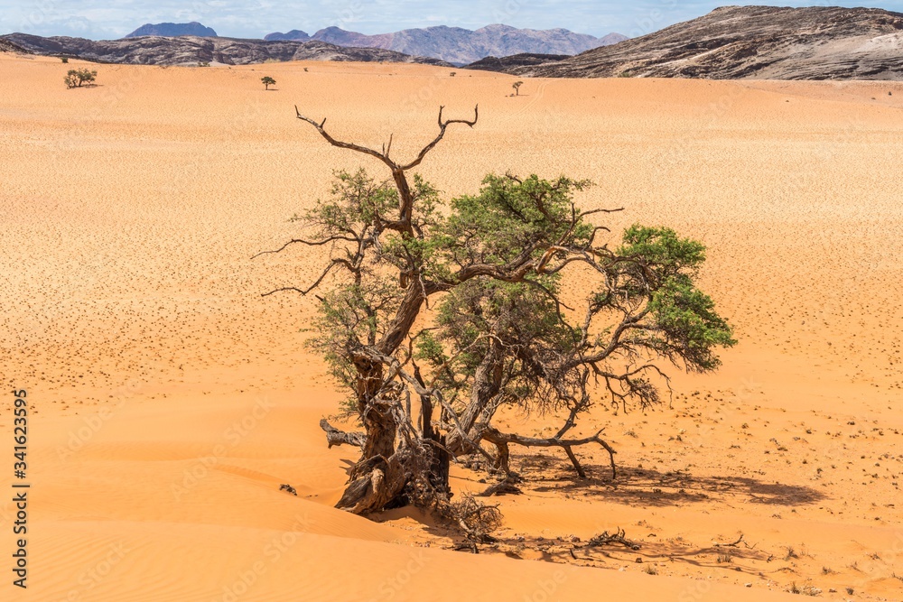 Landscape in Namibia