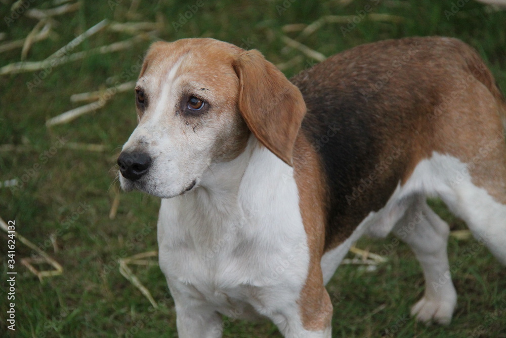 An Alert Brown and White Basset Hound Hunting Dog.