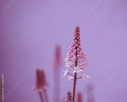 Spike field flower