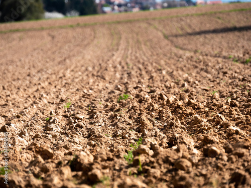 Close up of the freshly plowed field with sprouts.