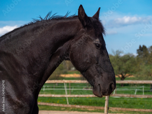 Portrait of the black horse.