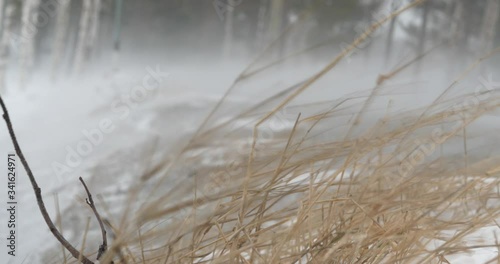 Close up of reeds getting pummeled by strong gale force winds during winter snowstorm photo