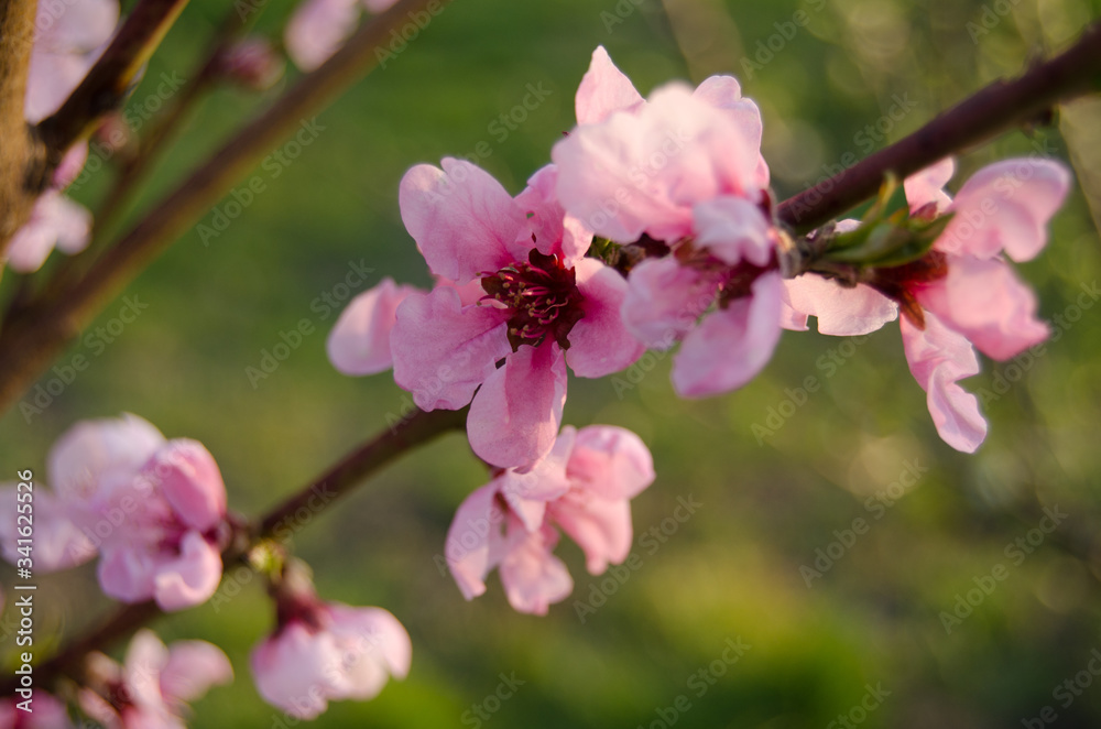 Buds and flowers on the branches of peach. Flowering tree in early spring. Pink flowers on a fruit tree on a background of greenery. Buds and flowers on the branches of peach. Flowering tree in early spring. Pink flowers on a fruit tree on a background of greenery.