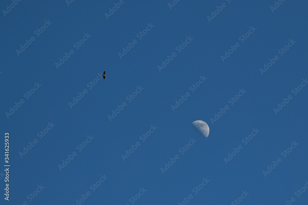Gabelweihe, Rotmilan (Milvus milvus), links , kreist über Halbmond vor blauem Himmel, rechts, tags über, Freiraum rechts oben Gabelweihe, Rotmilan (Milvus milvus), links , kreist über Halbmond vor blauem Himmel, rechts, tags über, Freiraum rechts oben