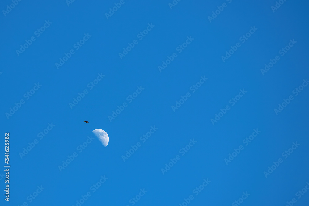 Gabelweihe, Rotmilan (Milvus milvus) , kreist neben Halbmond vor blauem Himmel, unten links, tags über, Freiraum oben und rechts Gabelweihe, Rotmilan (Milvus milvus) , kreist neben Halbmond vor blauem Himmel, unten links, tags über, Freiraum oben und rechts