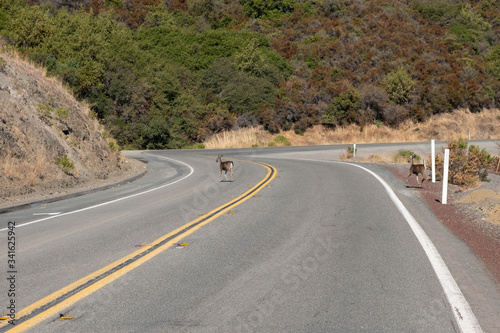 famliy of deers crossing the road in north california photo