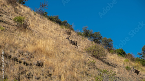 family of deers climbing a field of yellow grass, california