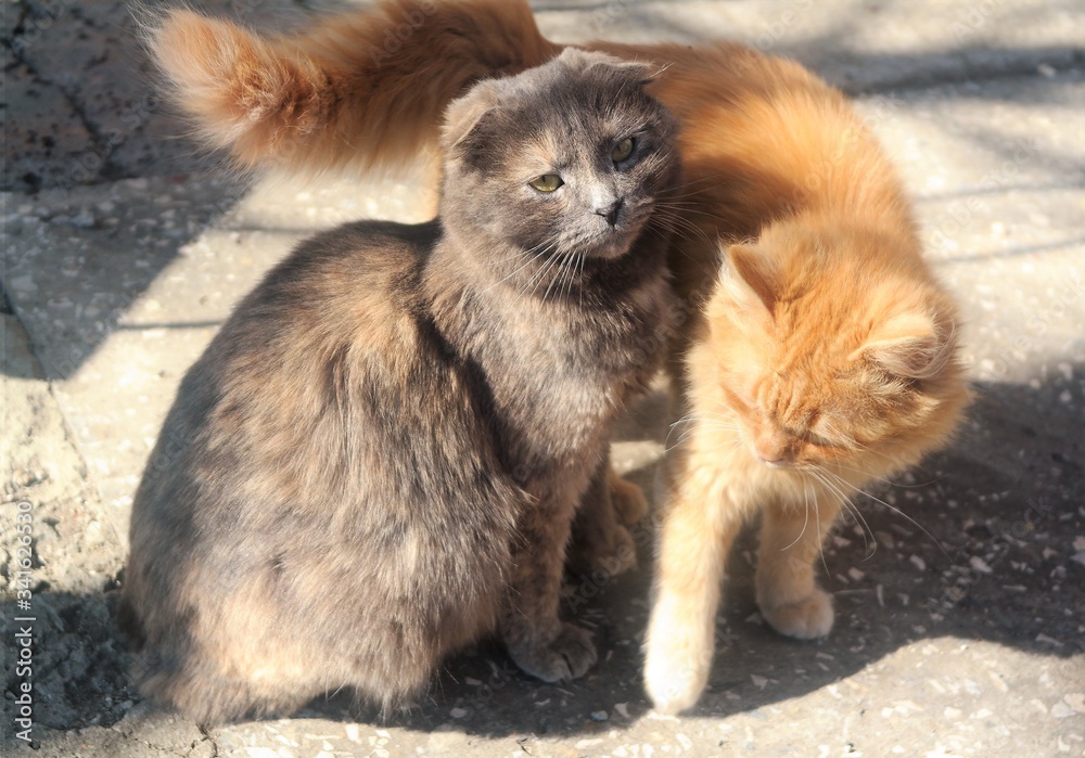 Obraz premium two little kittens