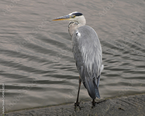 grey heron ardea cinerea fishing in the shallows of sounthern england river photo