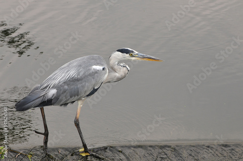 young grey heron hunting in the river stour dorset england