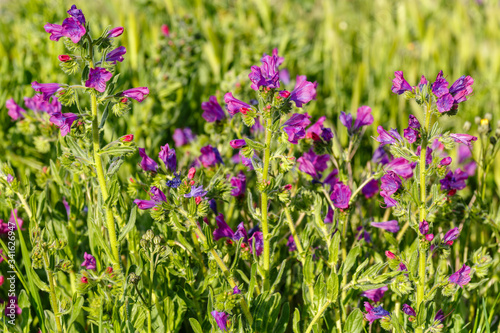 Echium vulgare. Plantas de viborera con flores. Lengua de buey.