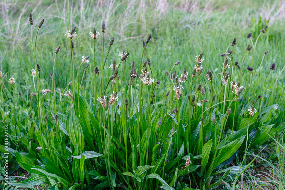 Plantago lanceolata. Plantas de llantén menor, con inflorescencias en