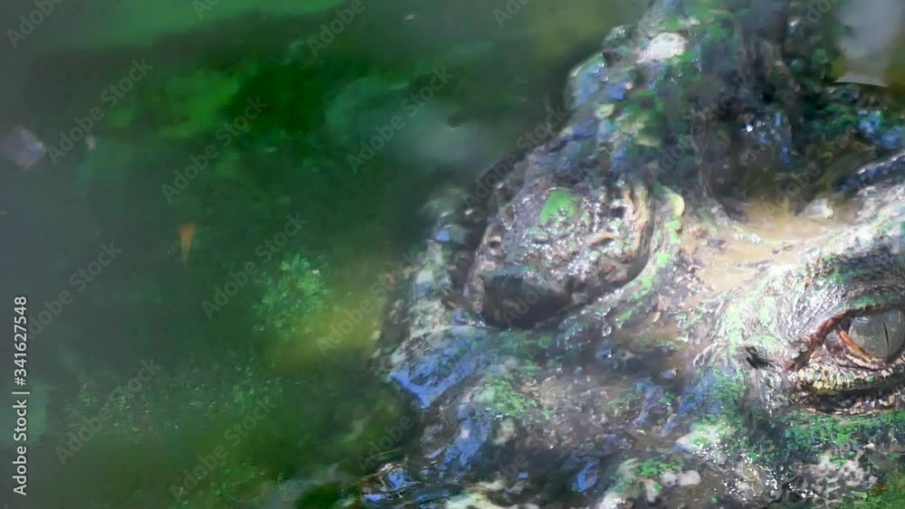 Animal wildlife video close up pan shot of The eyes of crocodile sleeping in dirty ponds or swamps close up shot in Apple Proress 422(HQ) 1920x1080 resolution. Animal wildlife video close up pan shot of The eyes of crocodile sleeping in dirty ponds or swamps close up shot in Apple Proress 422(HQ) 1920x1080 resolution.