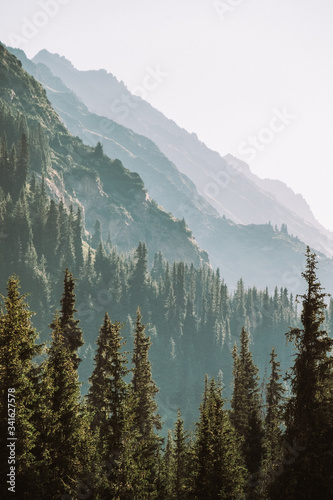 Kyrgyzstan. The nature of Kyrgyzstan. Summer. Mountain landscape. Among the tall, dense green spruces, mountains are visible at dawn. Screensaver photo