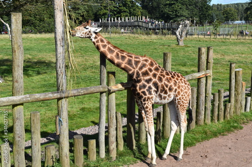 Photography giraffe in the park