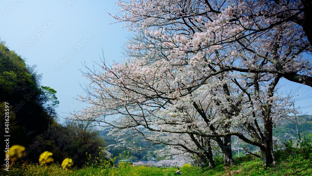 Woman sitting under cherry blossom trees, sakura tree
Woman sitting under cherry blossom trees, sakura tree