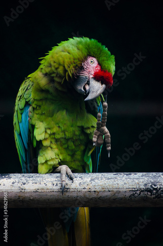 A Military Macaw saying hi with its foot Vertical Image