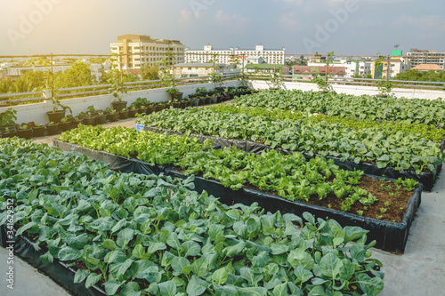 Rooftop garden, Rooftop vegetable garden, Growing vegetables on the rooftop of the building, Agriculture in urban on the rooftop of the building
