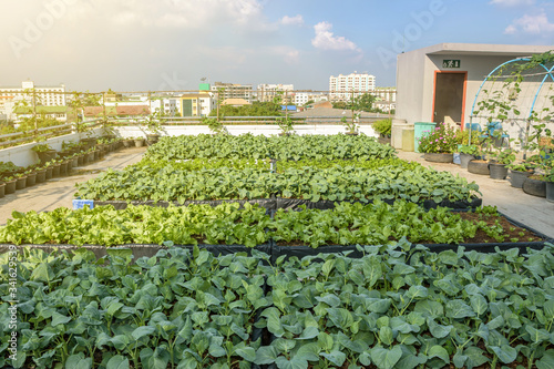 Rooftop garden, Rooftop vegetable garden, Growing vegetables on the rooftop of the building, Agriculture in urban on the rooftop of the building