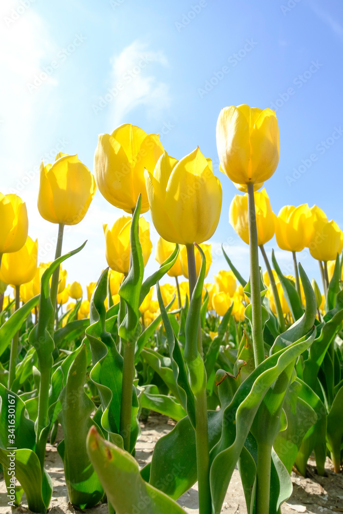 Fototapeta premium Yellow tulips in the field with wide angle lense from below, blue cloudy sky in the Netherlands. Selective focus