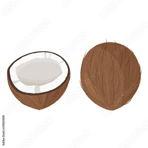 Fresh whole and a half coconut. Realistic vector illustration isolated on white background.