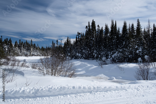 Trail in big snow in pine tree forest © Nicolas