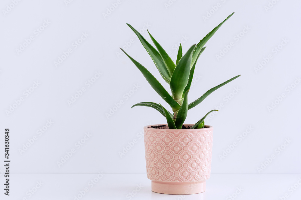 Aloe plant in a pink ceramic flower pot on the background of a light wall.