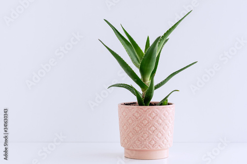 Aloe plant in a pink ceramic flower pot on the background of a light wall.