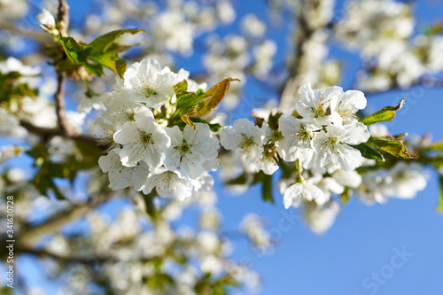 beautiful close up of white cherry blossoms with blue sky, spring background, blossoming fruit trees on a sunny day