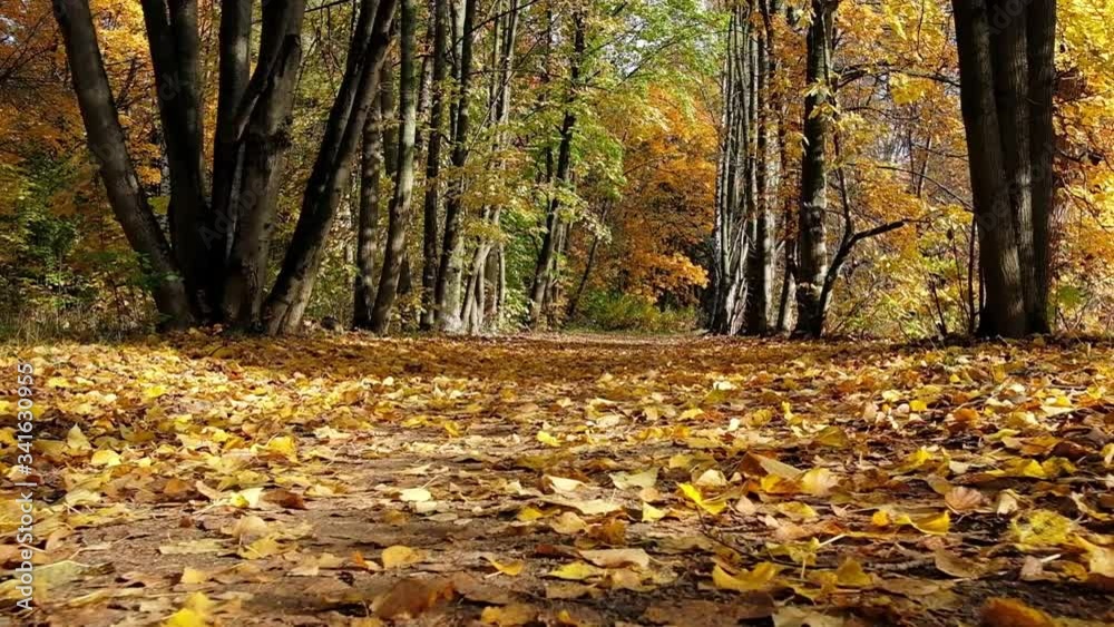POV moving along beautiful forest road covered with autumn leaves POV moving along beautiful forest road covered with autumn leaves