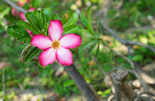 Beautiful Pink Adenium obesum (Forssk)/Desert Rose/Impala Lily/Mock Azalea. photo