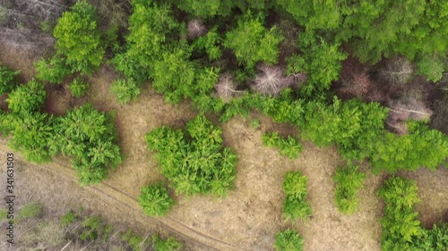 Aerial top view of spring trees in forest with bird