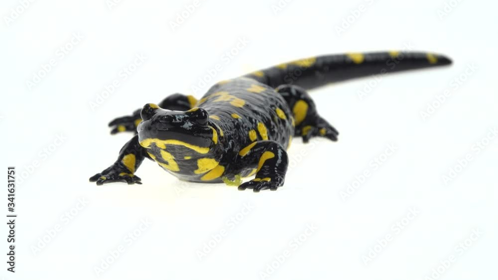 Fire Salamander. Salamandra maculosa in white background. Close up. Macro Shot Fire Salamander. Salamandra maculosa in white background. Close up. Macro Shot