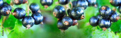 Black currant berries on a branch in summer garden.