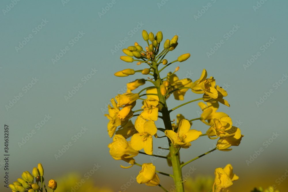 Obraz premium In Zschopau