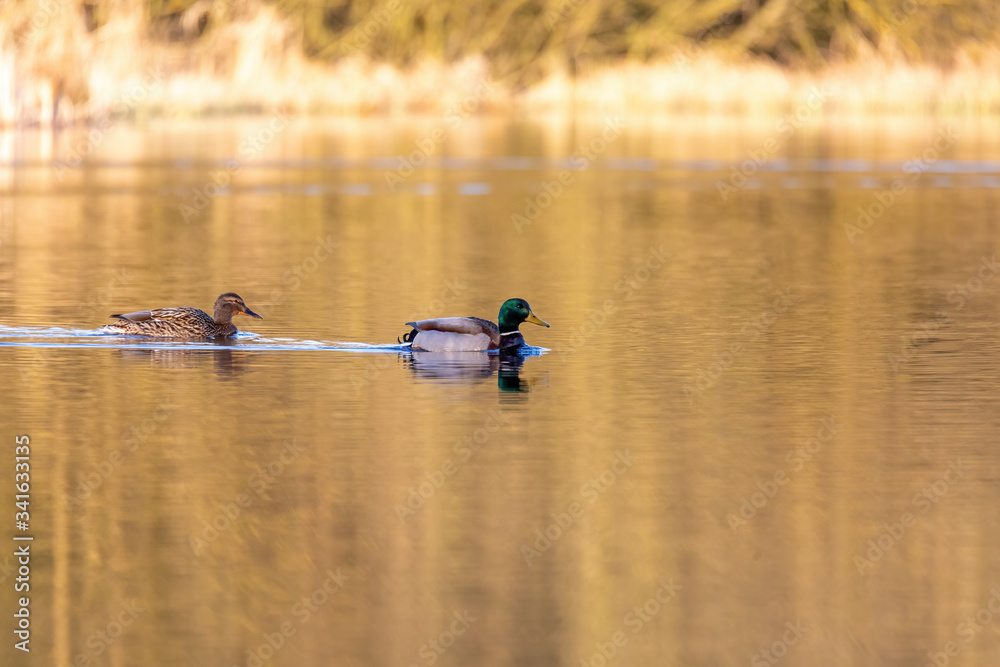 wild bird duck mallard, anas platyrhynchos, family in golden sunset color on spring pond. Czech Republic, Europe wildlife wild bird duck mallard, anas platyrhynchos, family in golden sunset color on spring pond. Czech Republic, Europe wildlife