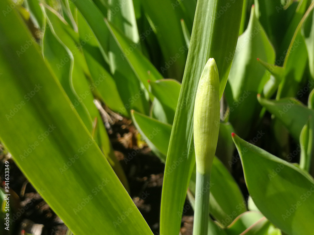 Obraz premium green and yellow