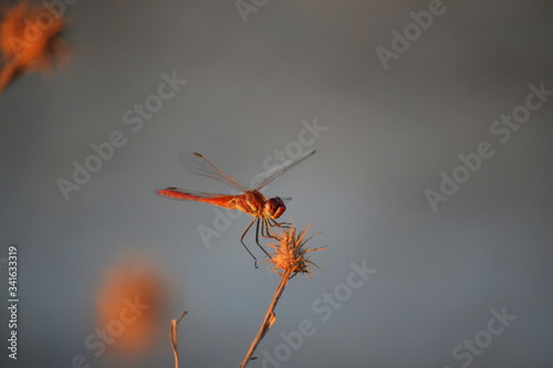 Drangonfly with red colours