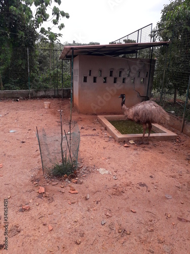 emu living ebird in kerala tvm photo