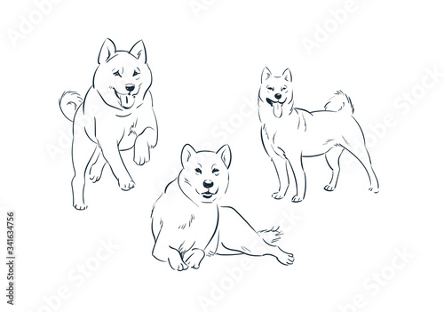 japanese dog akita sketch vector japanese chinese design isolated elements