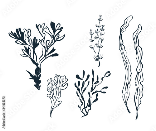 seaweed sketch vector japanese chinese design isolated elements