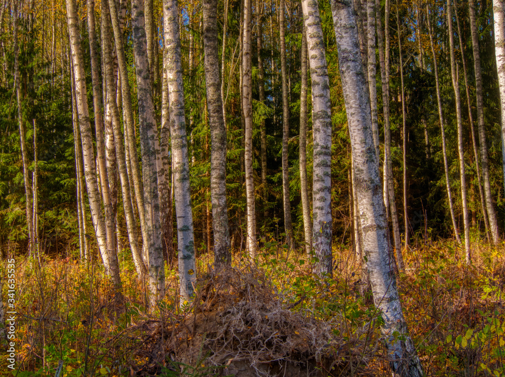 Obraz premium birch tree trunks