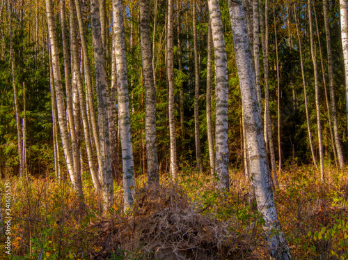 birch tree trunks