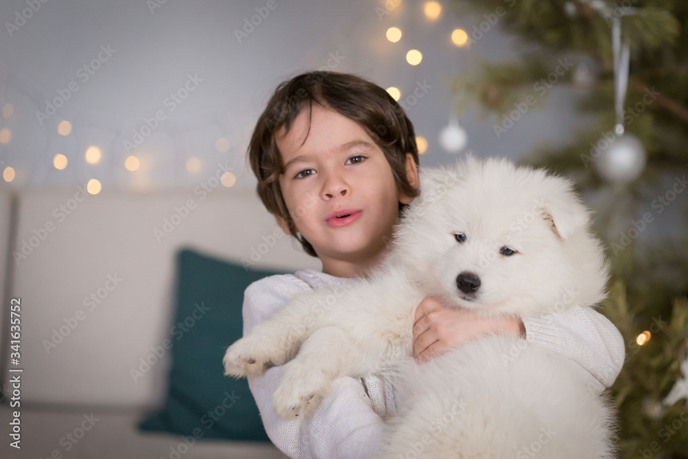 Boy, home, samoyed puppy, fun, Christmas tree Boy, home, samoyed puppy, fun, Christmas tree
