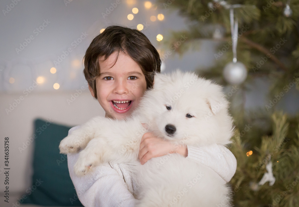 Boy, home, samoyed puppy, fun, Christmas tree Boy, home, samoyed puppy, fun, Christmas tree