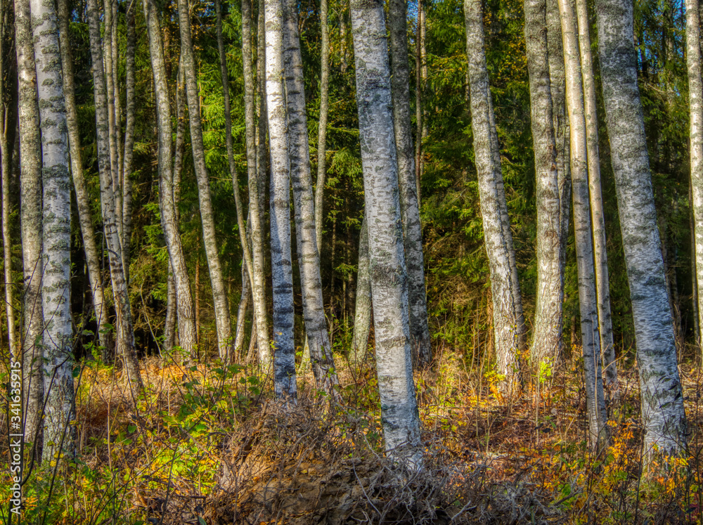 birch tree trunks