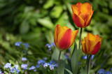 Drei -3- Tulpen rot gold in der Sonne